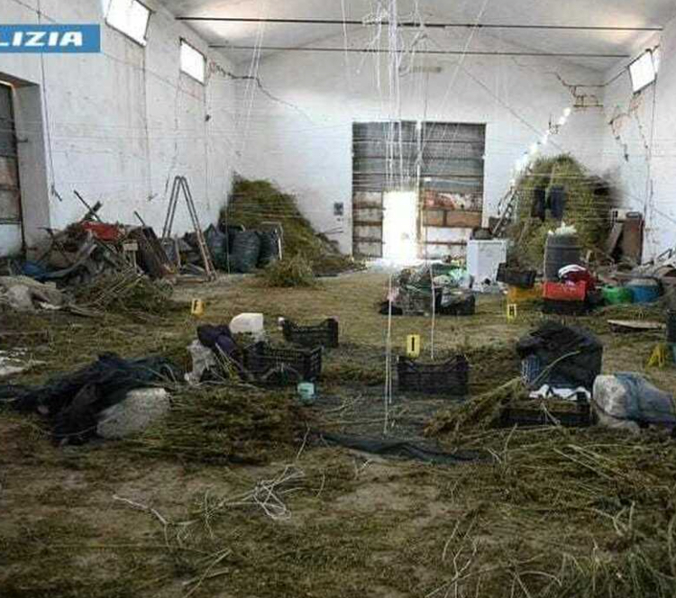 Borgo Incoronata(FG): “Pronto Polizia, venite venite qui c’è un via vai di gente». E nei casolari spuntano 860 chili di marijuana. 1 A6B504F3 4E05 4903 B998 DC287EEB9DB6