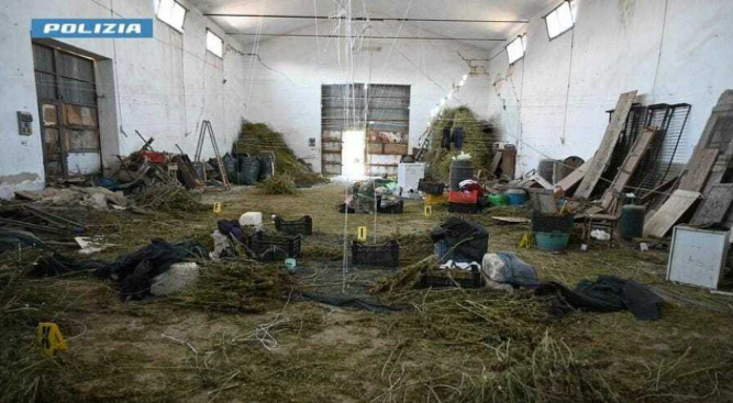 Borgo Incoronata(FG): “Pronto Polizia, venite venite qui c’è un via vai di gente». E nei casolari spuntano 860 chili di marijuana. 3 image 27