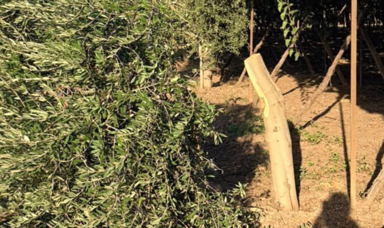 San Severo(FG):Ulivi carichi di olive tagliati distrutto il lavoro di un anno. Un copione che si ripete nelle campagne San Severo(FG):Ulivi carichi di olive tagliati distrutto il lavoro di un anno. Un copione che si ripete nelle campagne