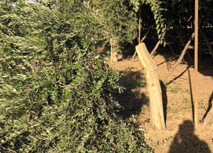 San Severo(FG):Ulivi carichi di olive tagliati distrutto il lavoro di un anno. Un copione che si ripete nelle campagne 1 1598A662 C48A 4D54 8C3F F24BD11D6AC3